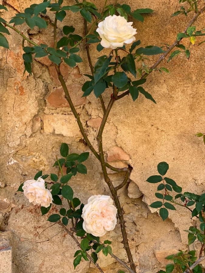 Fattoria Di Catignano Guest House San Giovanni  ภายนอก รูปภาพ